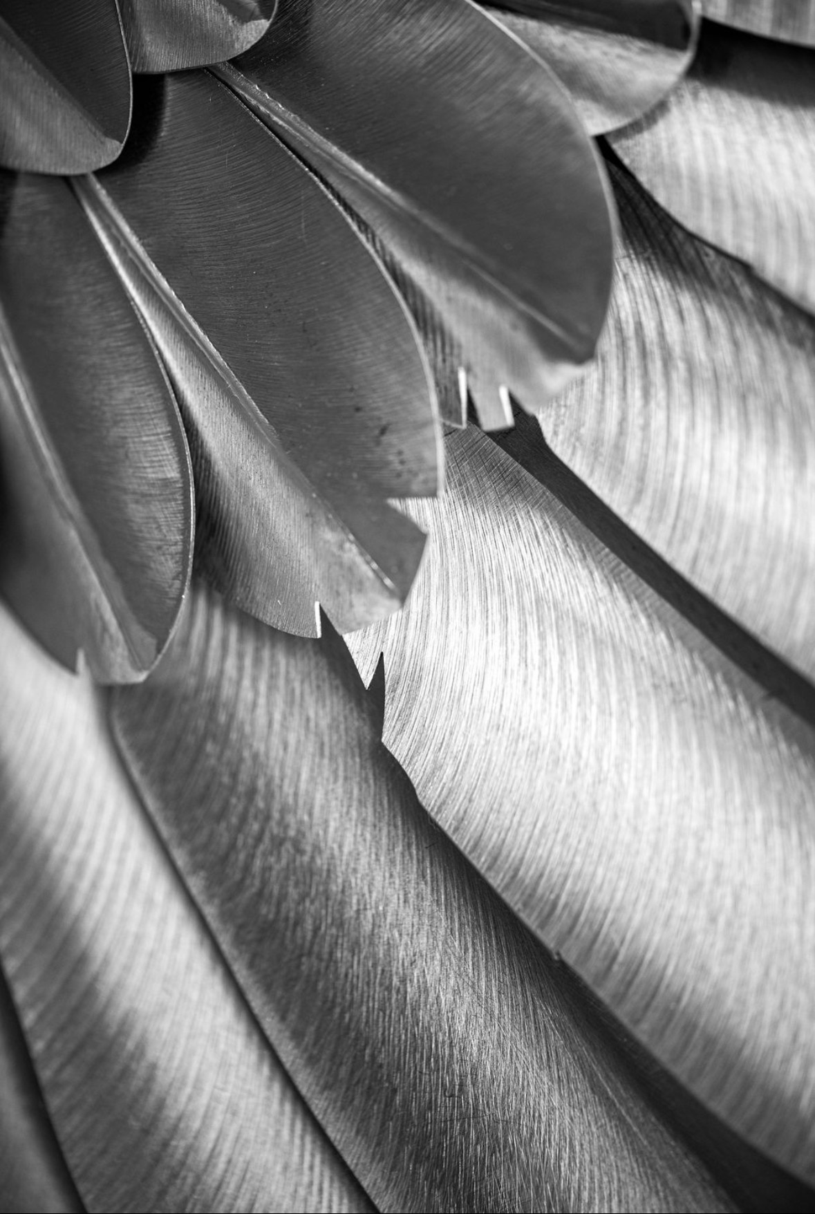 Macro detail of brushed stainless steel feathers